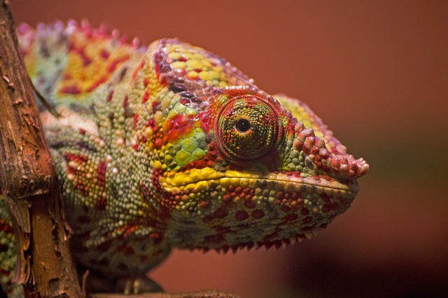 chameleon, color, bright, lizard, reptile, tropical, chameleon, chameleon, chameleon, chameleon, chameleon, lizard, lizard, lizard